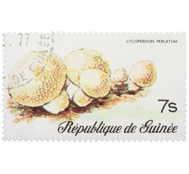 Почтовая марка 7 шиллингов 1977 года Гвинея «Дождевик жемчужный» (Артикул: K12-78844) — Фото №1