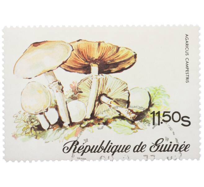 Почтовая марка 11.5 шиллингов 1977 года Гвинея «Шампиньон обыкновенный» (Артикул: K12-78848) — Фото №1
