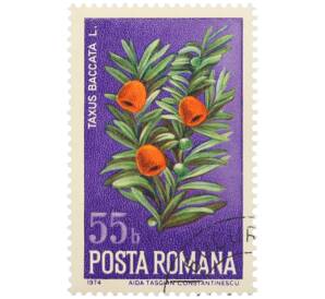 Почтовая марка 55 бани 1974 года Румыния «Дикие цветы — Тис ягодный» — Фото №1