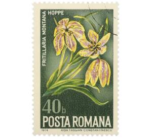 Почтовая марка 40 бани 1974 года Румыния «Дикие цветы — Рябчик горный» — Фото №1