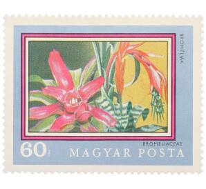 Почтовая марка 60 филлеров 1971 года Венгрия «200-летие Ботанического сада Будапештского университета — Титанопсис известняковый» — Фото №1