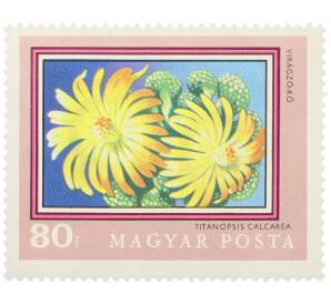 Почтовая марка 80 филлеров 1971 года Венгрия «200-летие Ботанического сада Будапештского университета — Титанопсис известняковый» — Фото №1