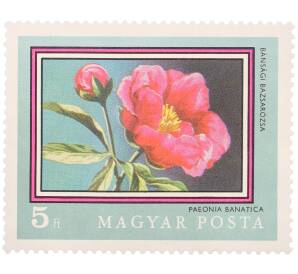 Почтовая марка 5 форинтов 1971 года Венгрия «200-летие Ботанического сада Будапештского университета — Банатский пион» — Фото №1