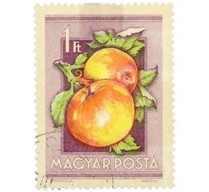 Почтовая марка 1 форинт 1954 года Венгрия «Сельскохозяйственная выставка — Яблоки» — Фото №1