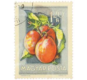 Почтовая марка 1.2 форинта 1954 года Венгрия «Сельскохозяйственная выставка — Сливы» — Фото №1