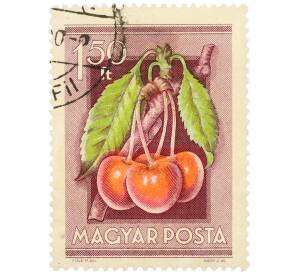 Почтовая марка 1.5 форинта 1954 года Венгрия «Сельскохозяйственная выставка — Вишня» — Фото №1