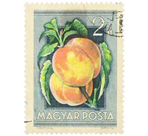 Почтовая марка 2 форинта 1954 года Венгрия «Сельскохозяйственная выставка — Персики» — Фото №1
