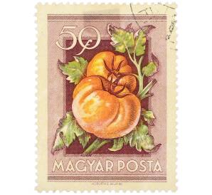 Почтовая марка 50 филлеров 1954 года Венгрия «Сельскохозяйственная выставка — Томаты» — Фото №1