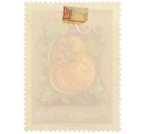 Почтовая марка 50 филлеров 1954 года Венгрия «Сельскохозяйственная выставка — Томаты» — Фото №2