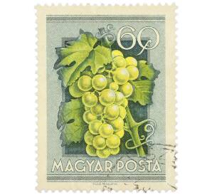 Почтовая марка 50 филлеров 1954 года Венгрия «Сельскохозяйственная выставка — Белый виноград» — Фото №1