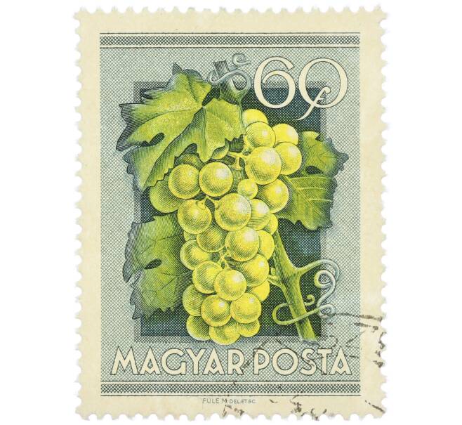 Почтовая марка 50 филлеров 1954 года Венгрия «Сельскохозяйственная выставка — Белый виноград» (Артикул: K12-78882) — Фото №1