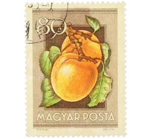 Почтовая марка 80 филлеров 1954 года Венгрия «Сельскохозяйственная выставка — Абрикосы» — Фото №1