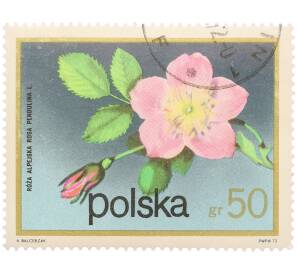 Почтовая марка 50 грошей 1972 года Польша «Цветущие кустарники — Роза альпийская» — Фото №1