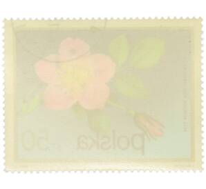 Почтовая марка 50 грошей 1972 года Польша «Цветущие кустарники — Роза альпийская» — Фото №2