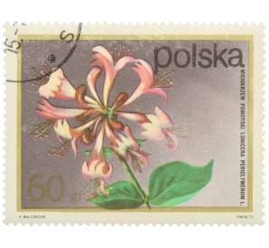 Почтовая марка 60 грошей 1972 года Польша «Цветущие кустарники — Жимолость вьющаяся» — Фото №1
