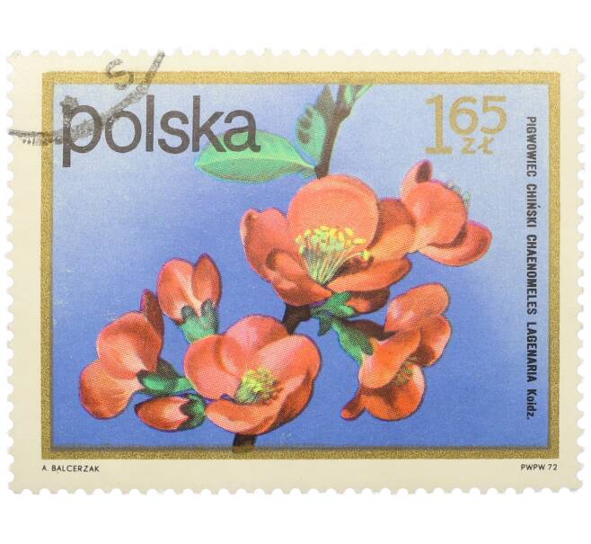Почтовая марка 1.65 злотых 1972 года Польша «Цветущие кустарники — Айва китайская» (Артикул: K12-78887) — Фото №1