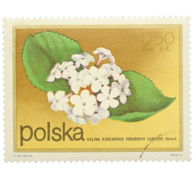 Почтовая марка 2.5 злотых 1972 года Польша «Цветущие кустарники — Калина корейская» (Артикул: K12-78888) — Фото №1