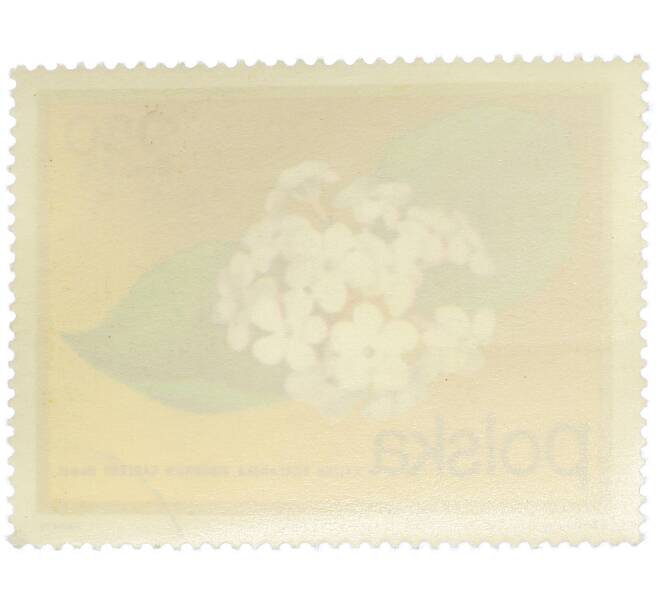 Почтовая марка 2.5 злотых 1972 года Польша «Цветущие кустарники — Калина корейская» (Артикул: K12-78888) — Фото №2