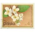 Почтовая марка 4 злотых 1972 года Польша «Цветущие кустарники — Жасмин Делавэ» (Артикул: K12-78890) — Фото №1