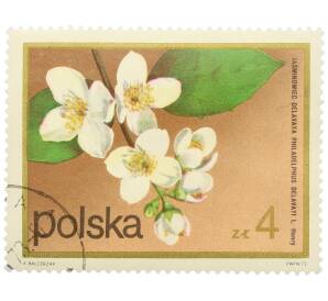 Почтовая марка 4 злотых 1972 года Польша «Цветущие кустарники — Жасмин Делавэ» — Фото №1