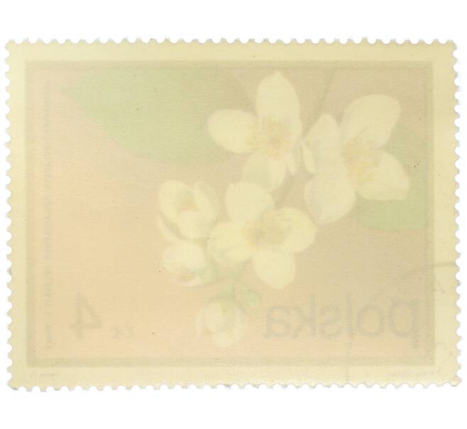 Почтовая марка 4 злотых 1972 года Польша «Цветущие кустарники — Жасмин Делавэ» (Артикул: K12-78890) — Фото №2