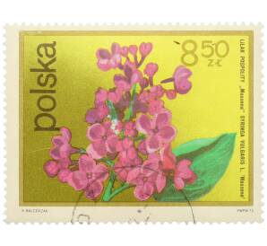Почтовая марка 8.5 злотых 1972 года Польша «Цветущие кустарники — Сирень обыкновенная» — Фото №1