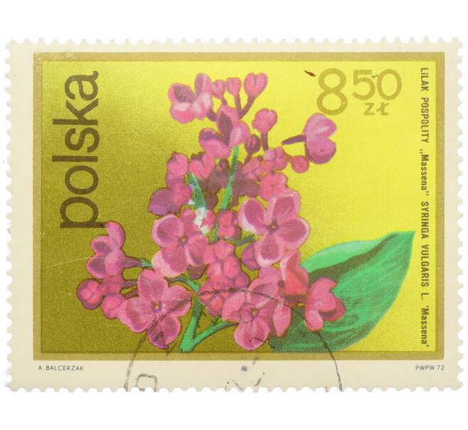 Почтовая марка 8.5 злотых 1972 года Польша «Цветущие кустарники — Сирень обыкновенная» (Артикул: K12-78891) — Фото №1