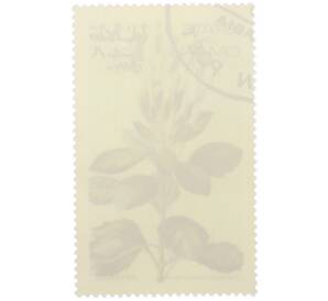 Марка 8 байз 1972 года Оман «Цветковые растения кантуа» (Надпись авиапочты) — Фото №2