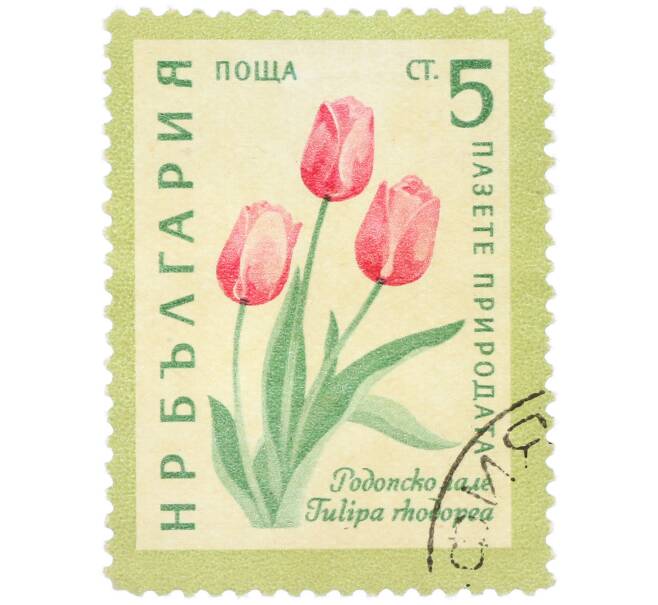 Почтовая марка 5 стотинок 1960 года Болгария «Охрана природы — Родопский тюльпан» (Артикул: K12-78909) — Фото №1
