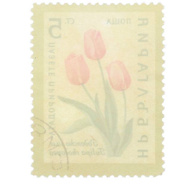 Почтовая марка 5 стотинок 1960 года Болгария «Охрана природы — Родопский тюльпан» (Артикул: K12-78909) — Фото №2