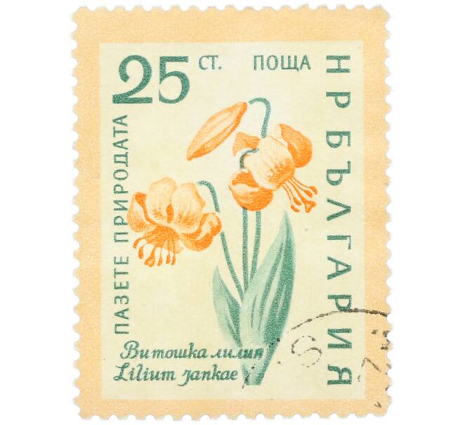 Почтовая марка 25 стотинок 1960 года Болгария «Охрана природы — Витошская лилия» (Артикул: K12-78910) — Фото №1