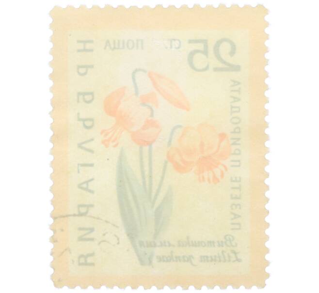 Почтовая марка 25 стотинок 1960 года Болгария «Охрана природы — Витошская лилия» (Артикул: K12-78910) — Фото №2