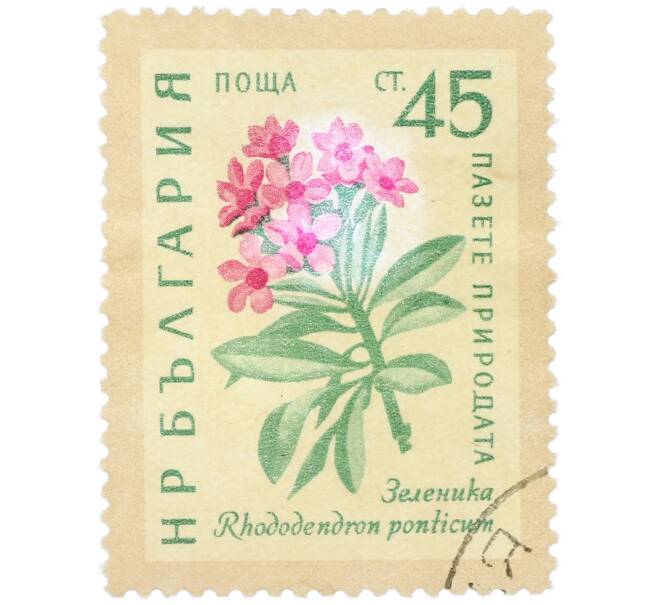 Почтовая марка 45 стотинок 1960 года Болгария «Охрана природы — Рододендрон понтийский» (Артикул: K12-78911) — Фото №1