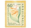 Почтовая марка 60 стотинок 1960 года Болгария «Охрана природы — Венерин башмачок» (Артикул: K12-78912) — Фото №1