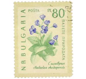 Почтовая марка 80 стотинок 1960 года Болгария «Охрана природы — Родопская хаберлея» — Фото №1