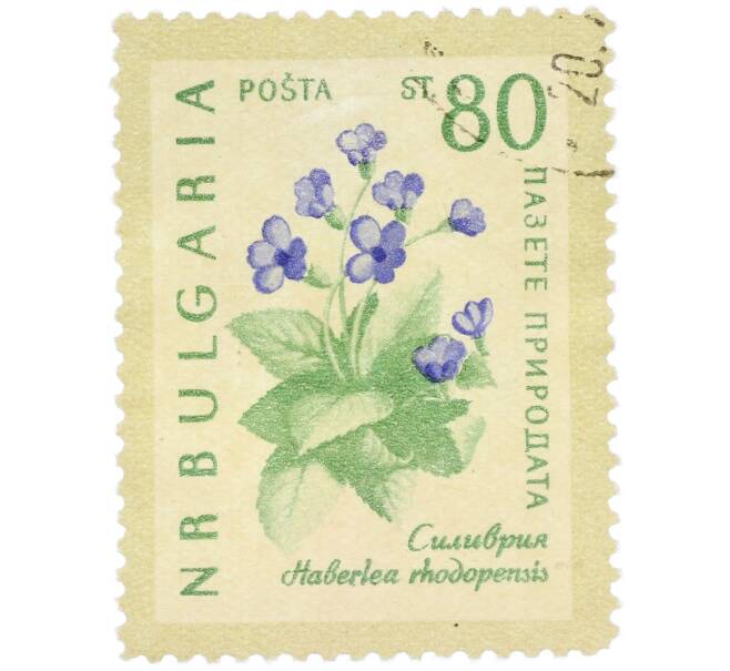 Почтовая марка 80 стотинок 1960 года Болгария «Охрана природы — Родопская хаберлея» (Артикул: K12-78913) — Фото №1