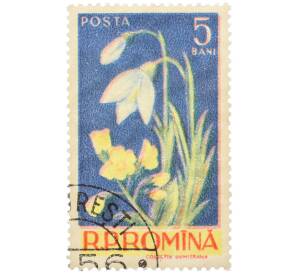 Почтовая марка 5 бани 1956 года Румыния «Подснежник» — Фото №1