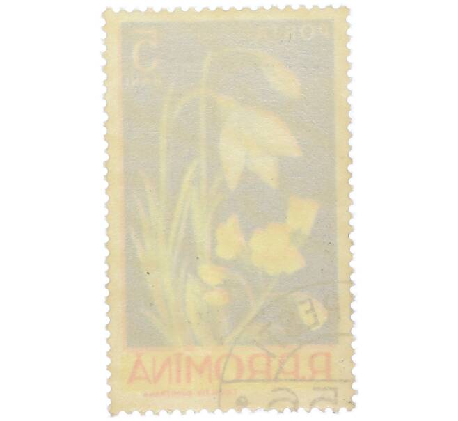 Почтовая марка 5 бани 1956 года Румыния «Подснежник» (Артикул: K12-79051) — Фото №2