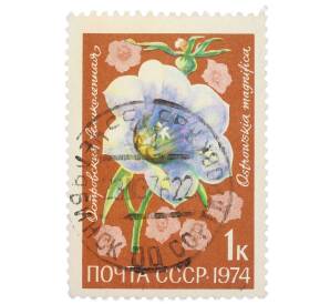Почтовая марка 1 копейка 1974 года «Цветы альпийских лугов Средней Азии — Островския великолепная» — Фото №1