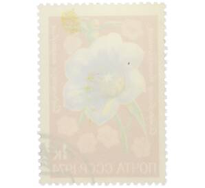 Почтовая марка 1 копейка 1974 года «Цветы альпийских лугов Средней Азии — Островския великолепная» — Фото №2