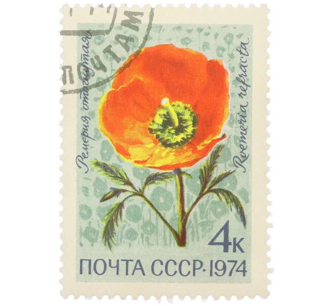 Почтовая марка 4 копейки 1974 года «Цветы альпийских лугов Средней Азии — Ремерия отогнутая» (Артикул: K12-79106) — Фото №1