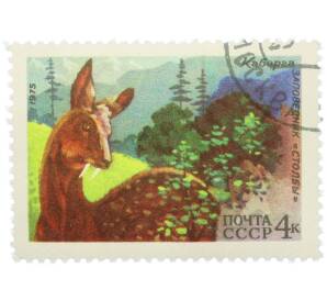 Почтовая марка 4 копейки 1975 года «Заповедник Столбы — Кабарга» — Фото №1