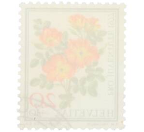 Почтовая марка 20+10 раппенов 1977 года Швейцария «Pro Juventute — Австрийская медно-красная роза» — Фото №2