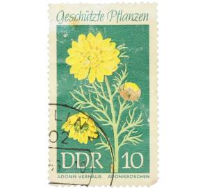Почтовая марка 10 пфеннигов 1969 года Восточная Германия (ГДР) «Защищенные растения — Адонис весенний» — Фото №1