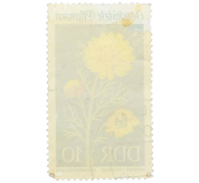 Почтовая марка 10 пфеннигов 1969 года Восточная Германия (ГДР) «Защищенные растения — Адонис весенний» (Артикул: K12-79301) — Фото №2