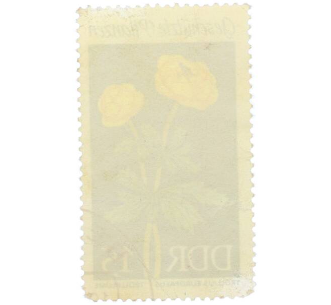 Почтовая марка 15 пфеннигов 1969 года Восточная Германия (ГДР) «Защищенные растения — Купальница европейская» (Артикул: K12-79302) — Фото №2