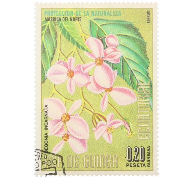 Почтовая марка 0.2 песеты 1974 года Экваториальная Гвинея «Охрана природы — Бегония телесноцветная» (Артикул: K12-79306) — Фото №1