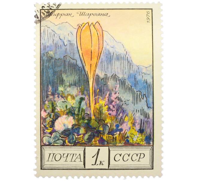 Почтовая марка 1 копейка 1976 года «Цветы гор Кавказа — Шафран Шараяна» (Артикул: K12-79322) — Фото №1