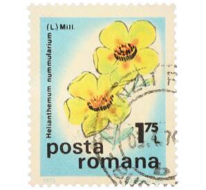 Почтовая марка 1.75 лея 1975 года Румыния »Полевые цветы - Солнцецвет монетолистный» — Фото №1