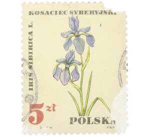Почтовая марка 5 злотых 1967 года Польша »Охраняемая флора - Косач сибирский» — Фото №1